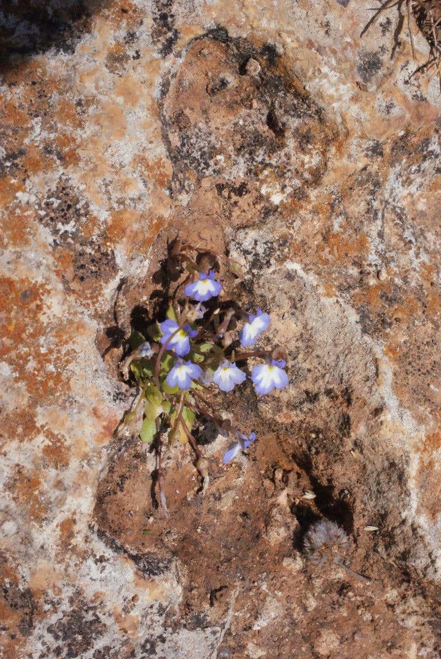 Solenopsis 8