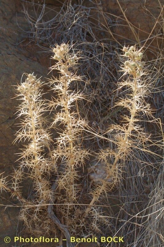 Panicaut 4