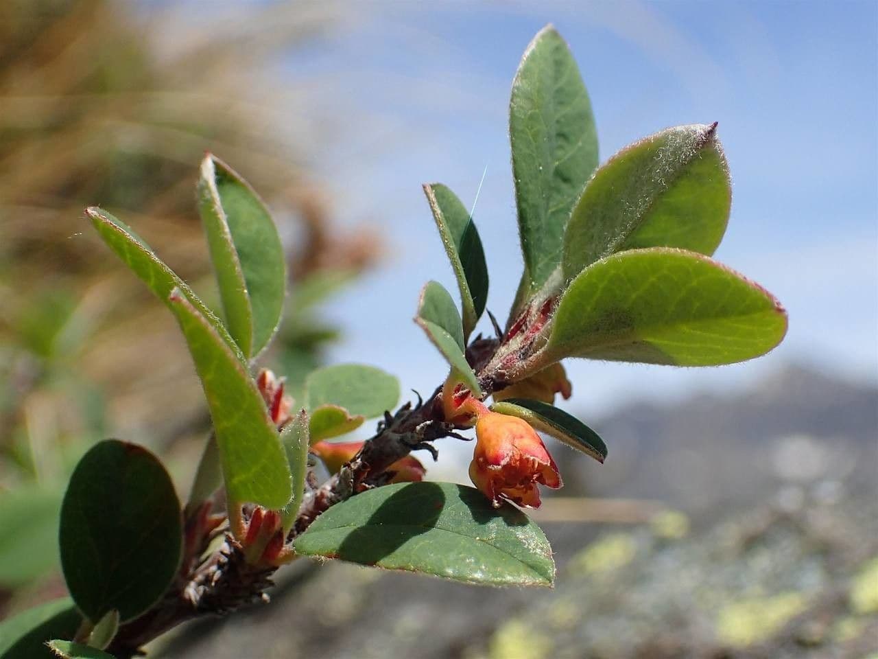 Cotonéaster commun 12