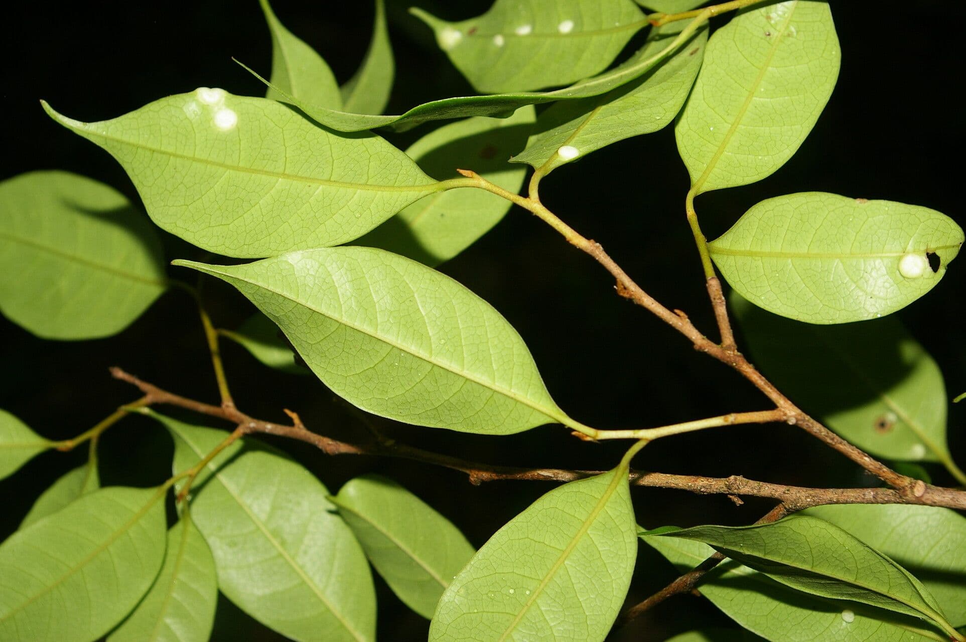 Sarcaulus 6