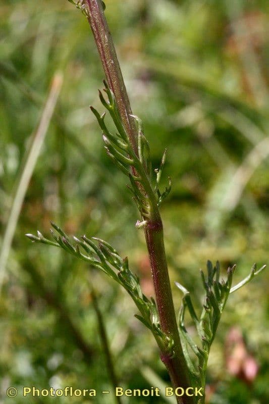 Senecio grigio 24