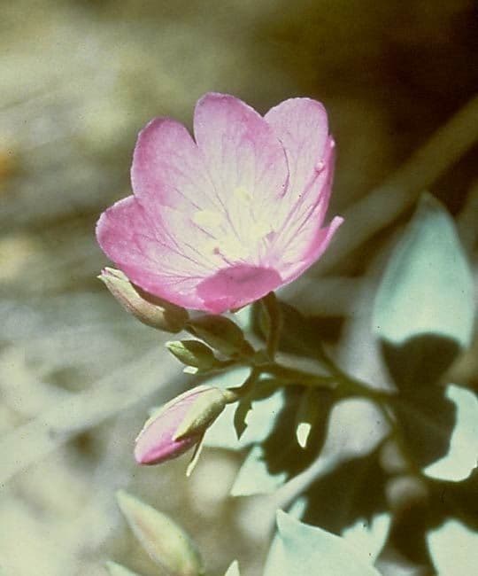 Epilobio rigido 2