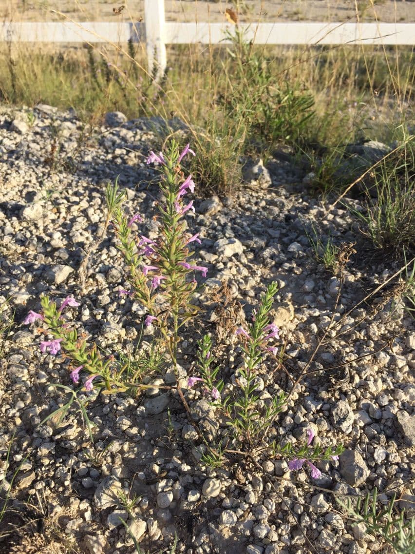 Drummonds Pennyroyal 3