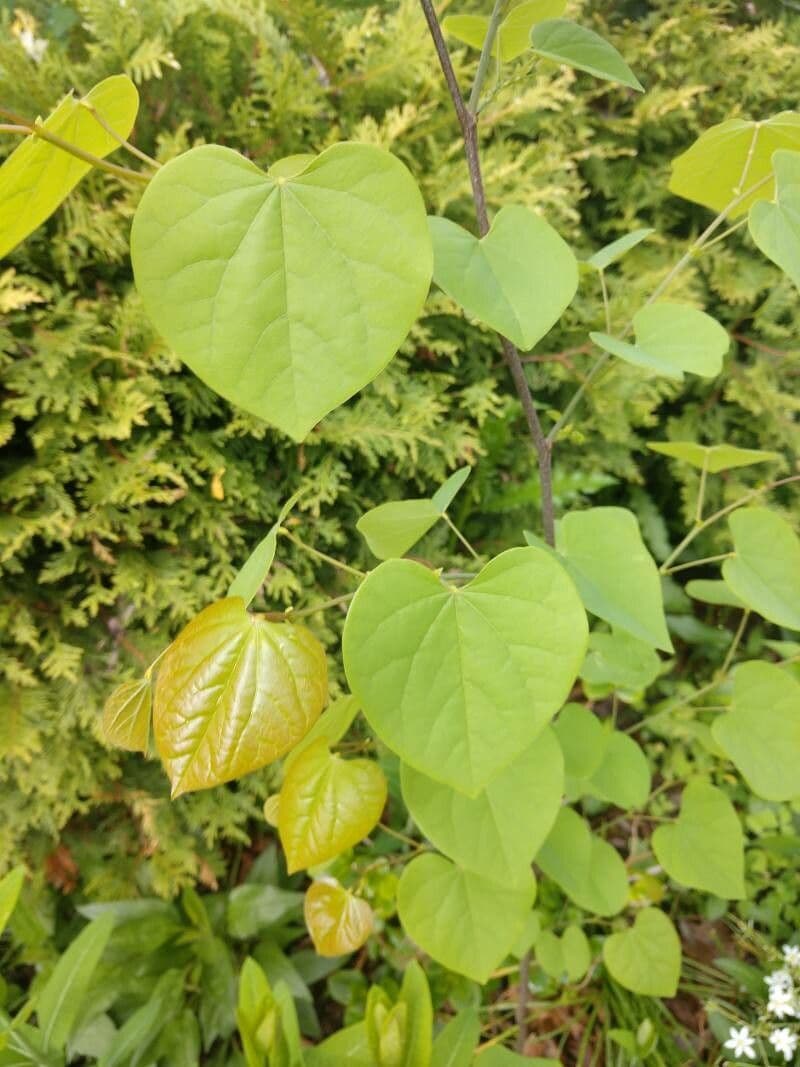 Kanadischer Judasbaum 16