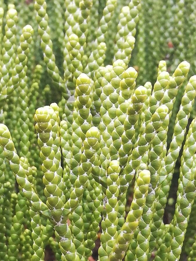 Leptinella