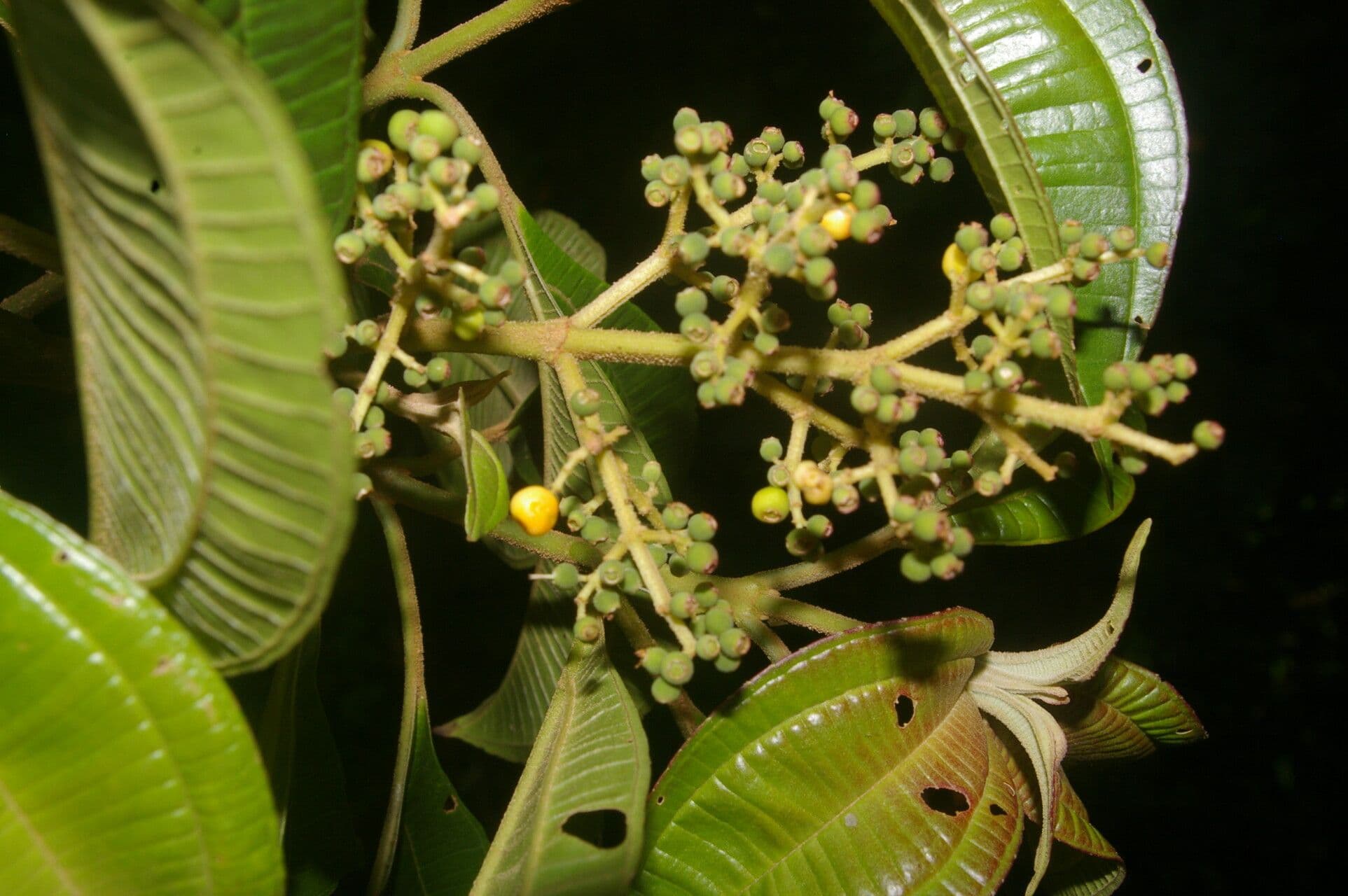 Miconia theizans 10