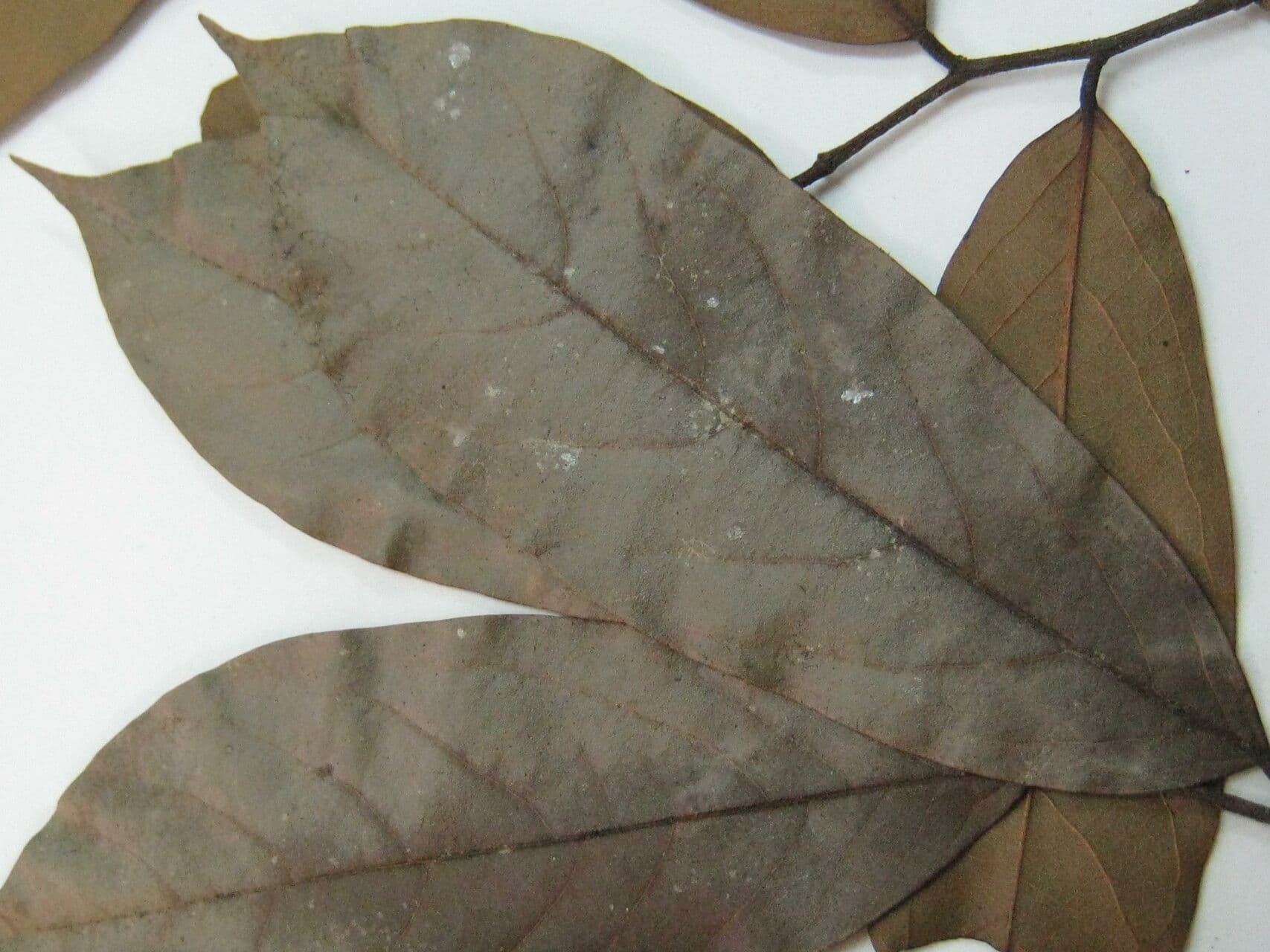 Ephedranthus