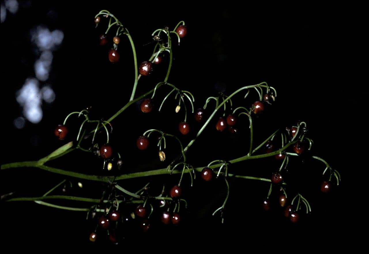 Dianella
