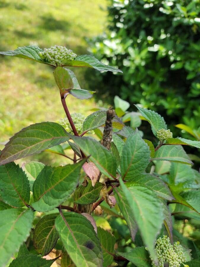 Hortenzie latnatá 26