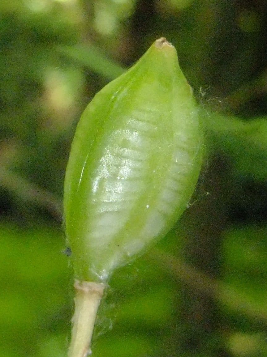 Tulipano selvatico 2