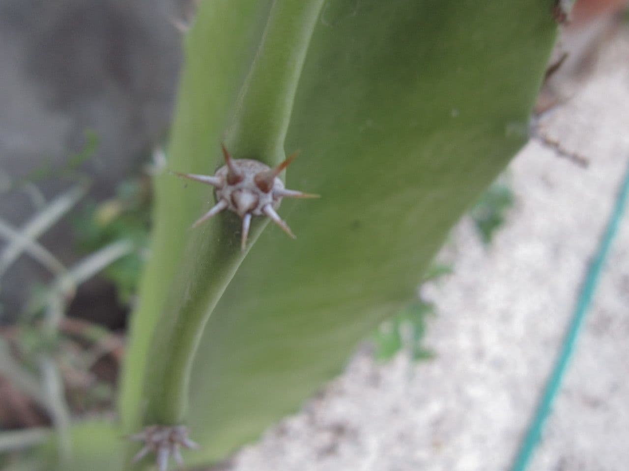 Cactus 24