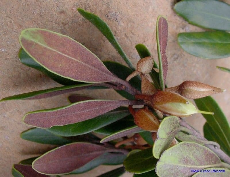 Planchonella a stilo sottile 2