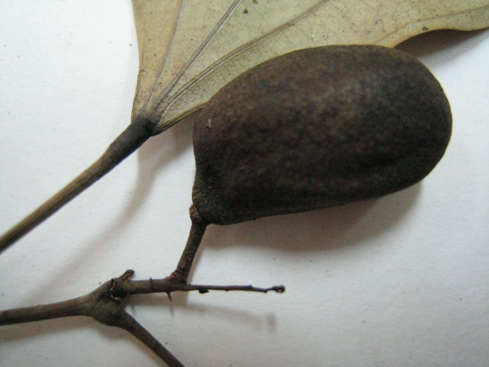 Abuta 10