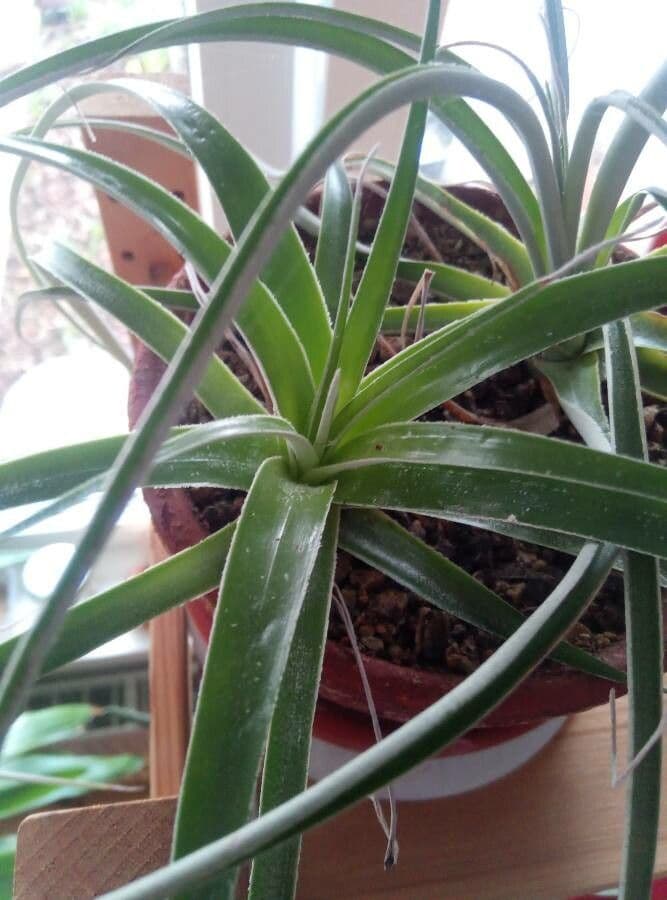 Hechtia 2