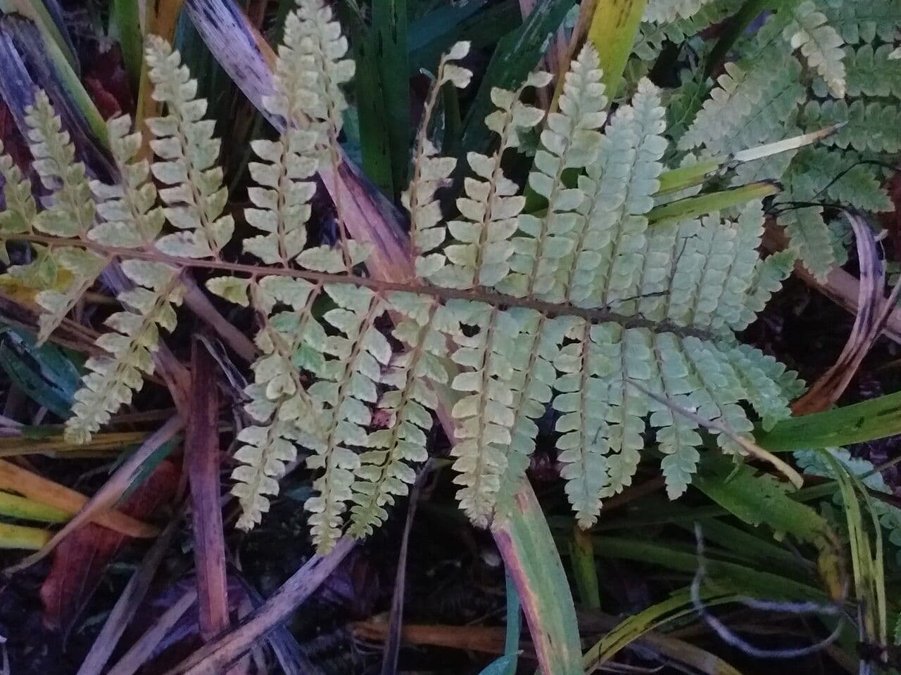 Polystichum retrosopaleaceum