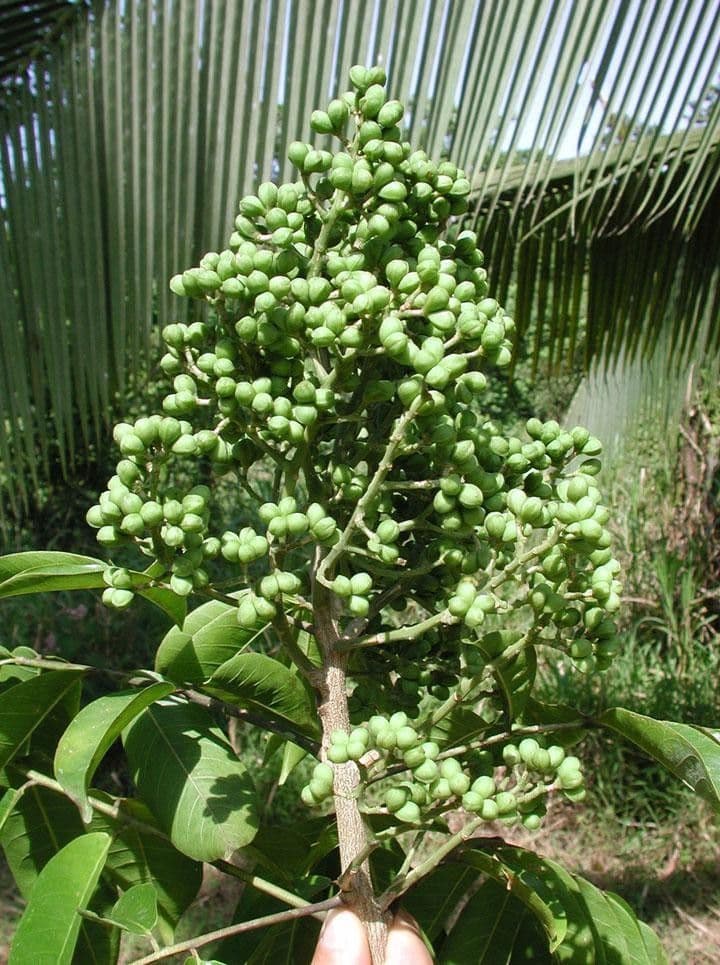 Zanthoxylum 4