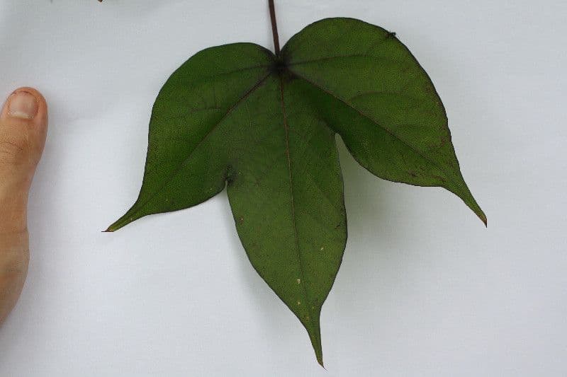 Baumwollbaum 27