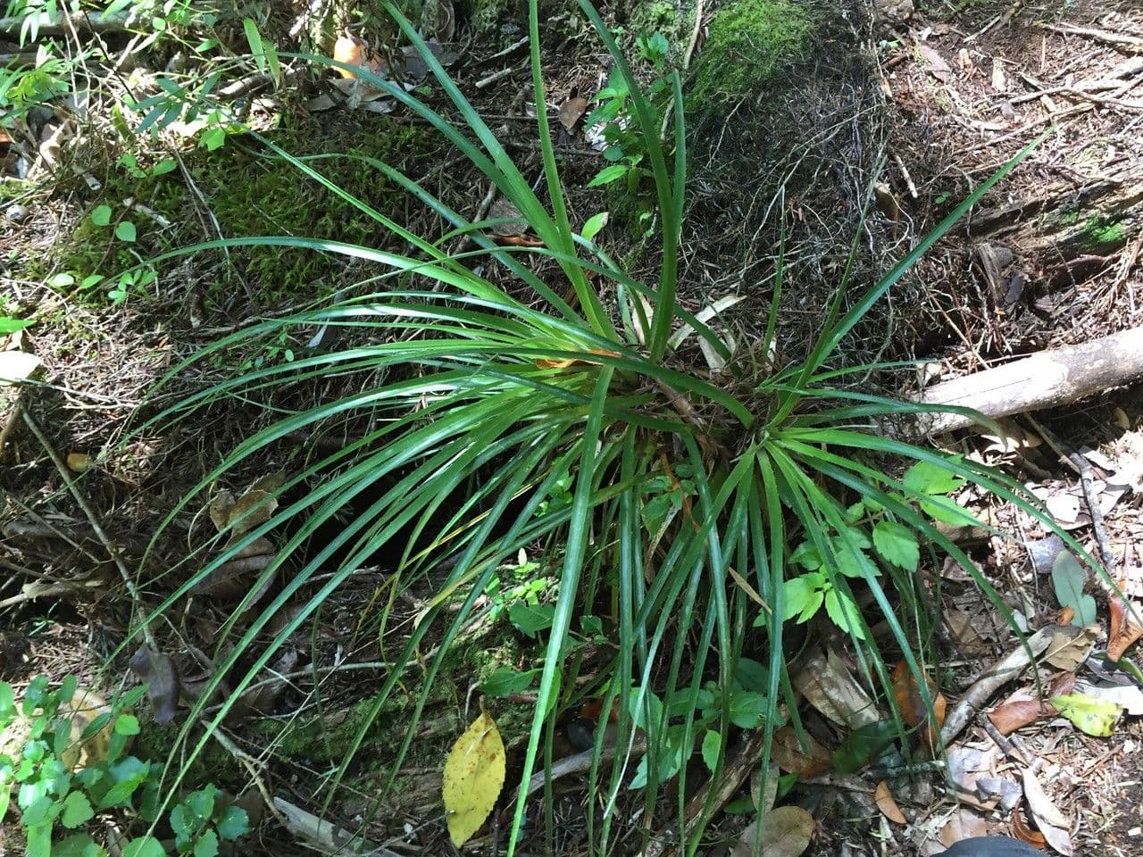 Fascicularia 13