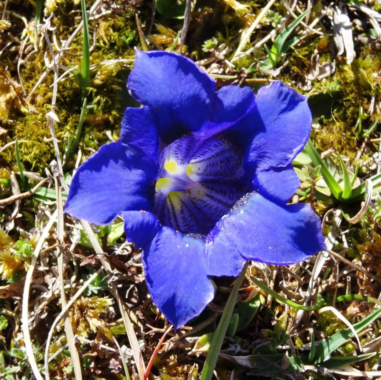 Gentiana occidentalis 2