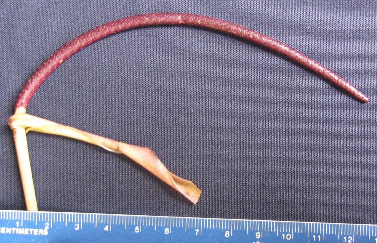 Antúria Friedrichsthalova 12