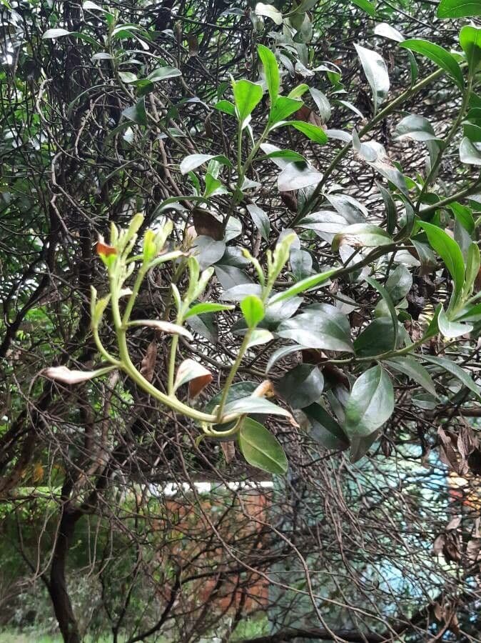 Psittacanthus rhynchanthus 11