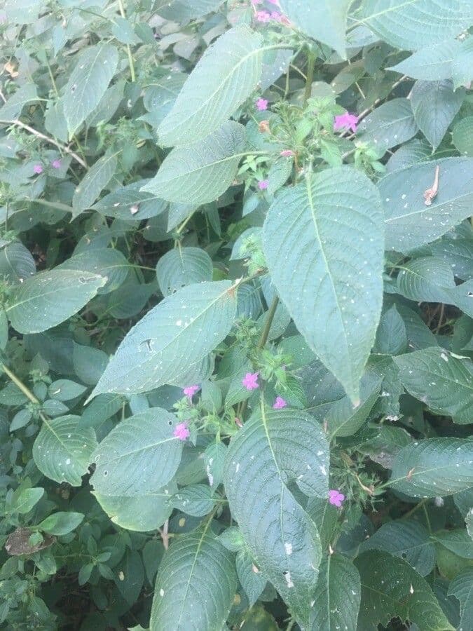 Ruellia 4
