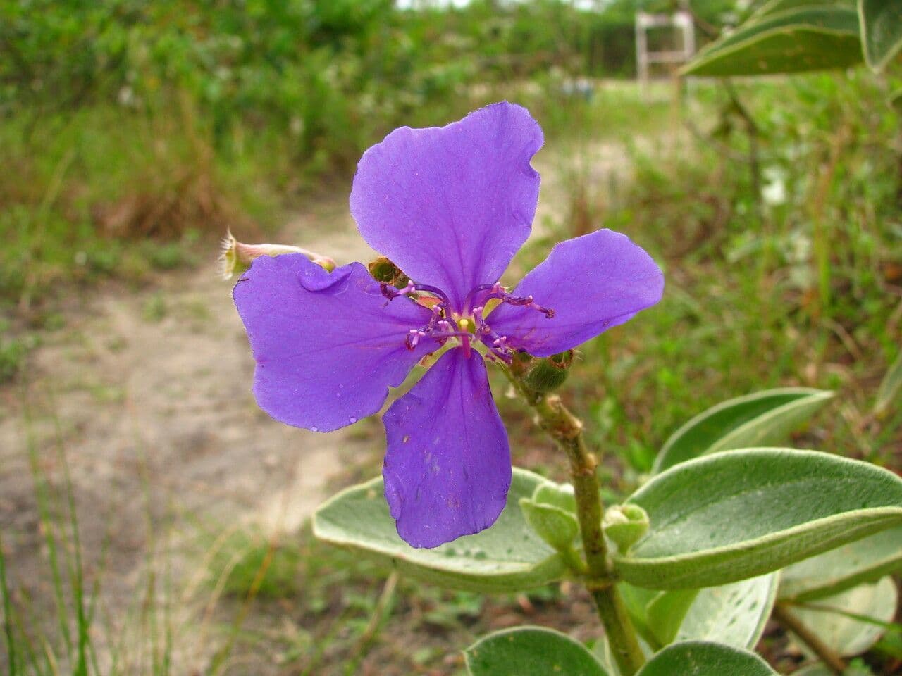 Pleroma 2