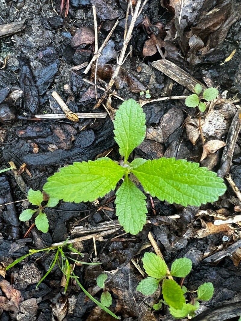 Verbena orticifolia 20
