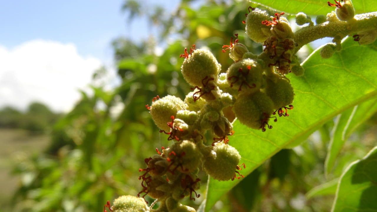 Croton giallo 3