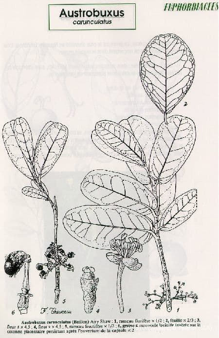 Austrobuxus 18