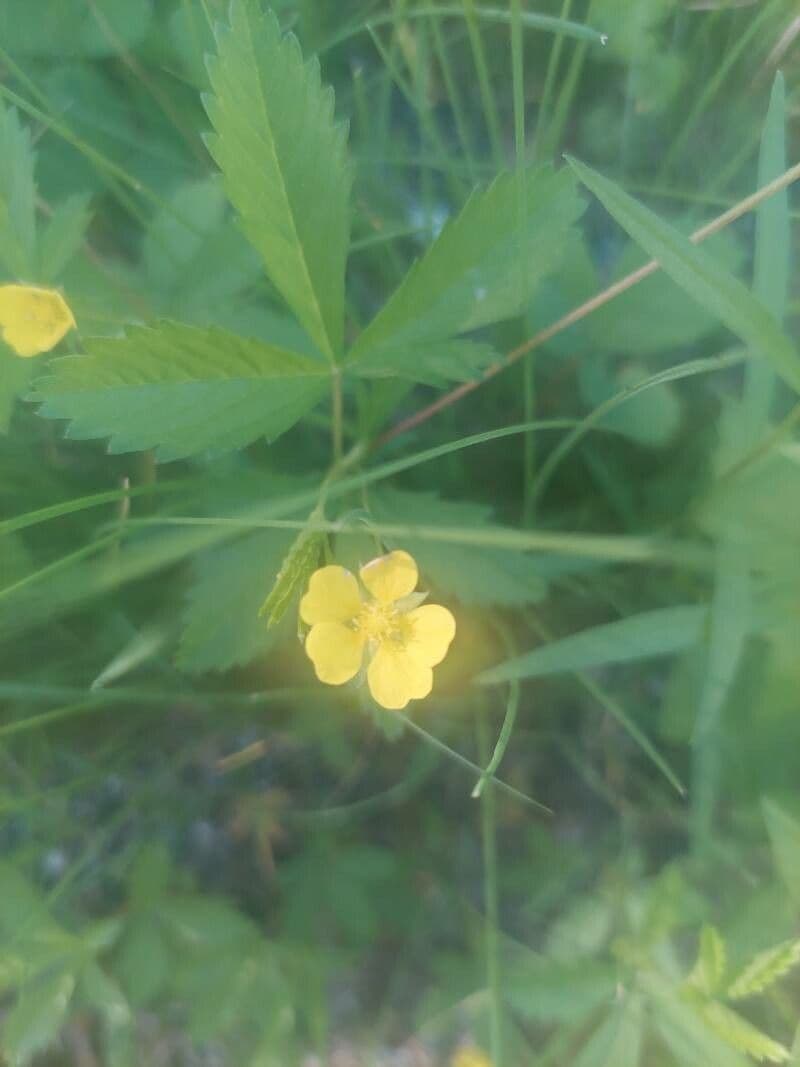 Potentilla simplex 6