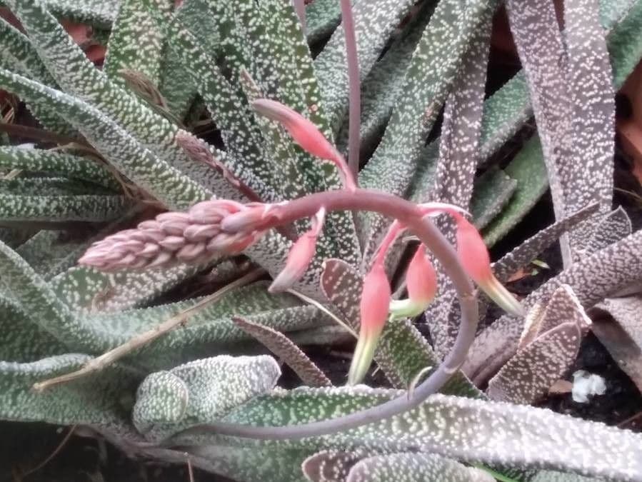 Gasteria 6