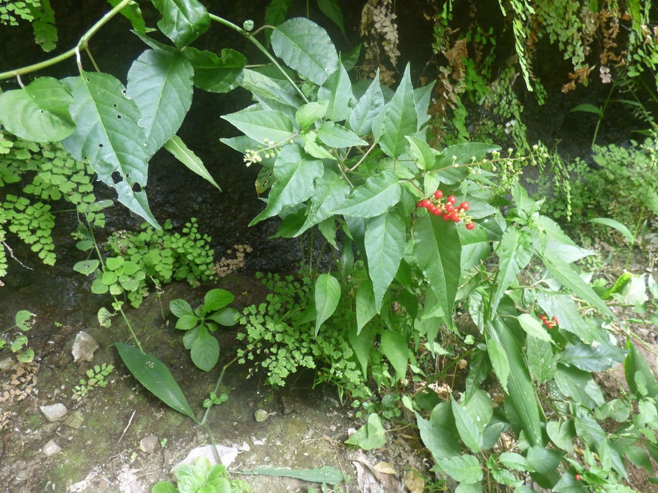 Rivina 12