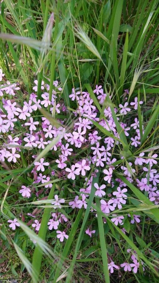 Saponaria rossa 10
