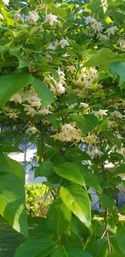 Staphylea trifolia 10