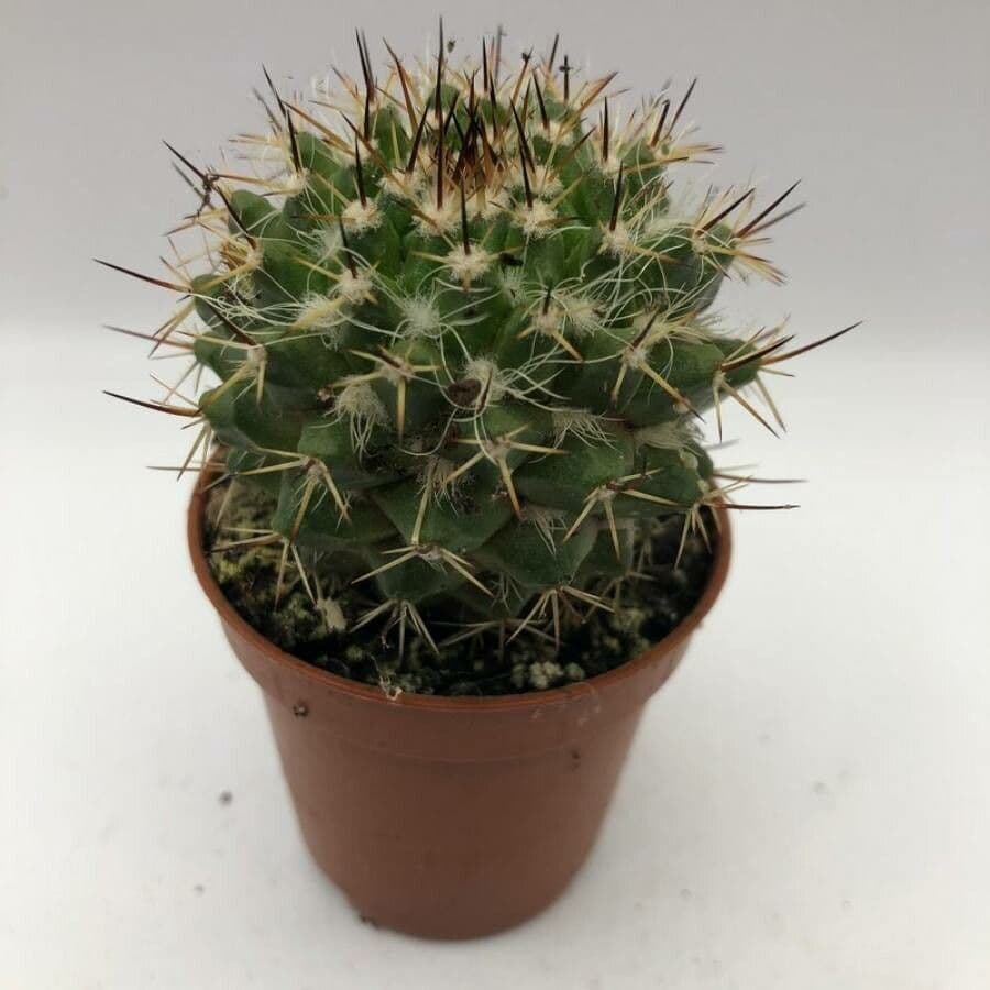Mammillaria 20