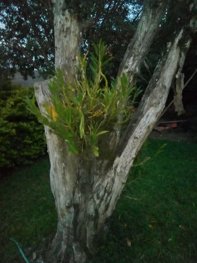 Vavřínovitý dendrobium 10