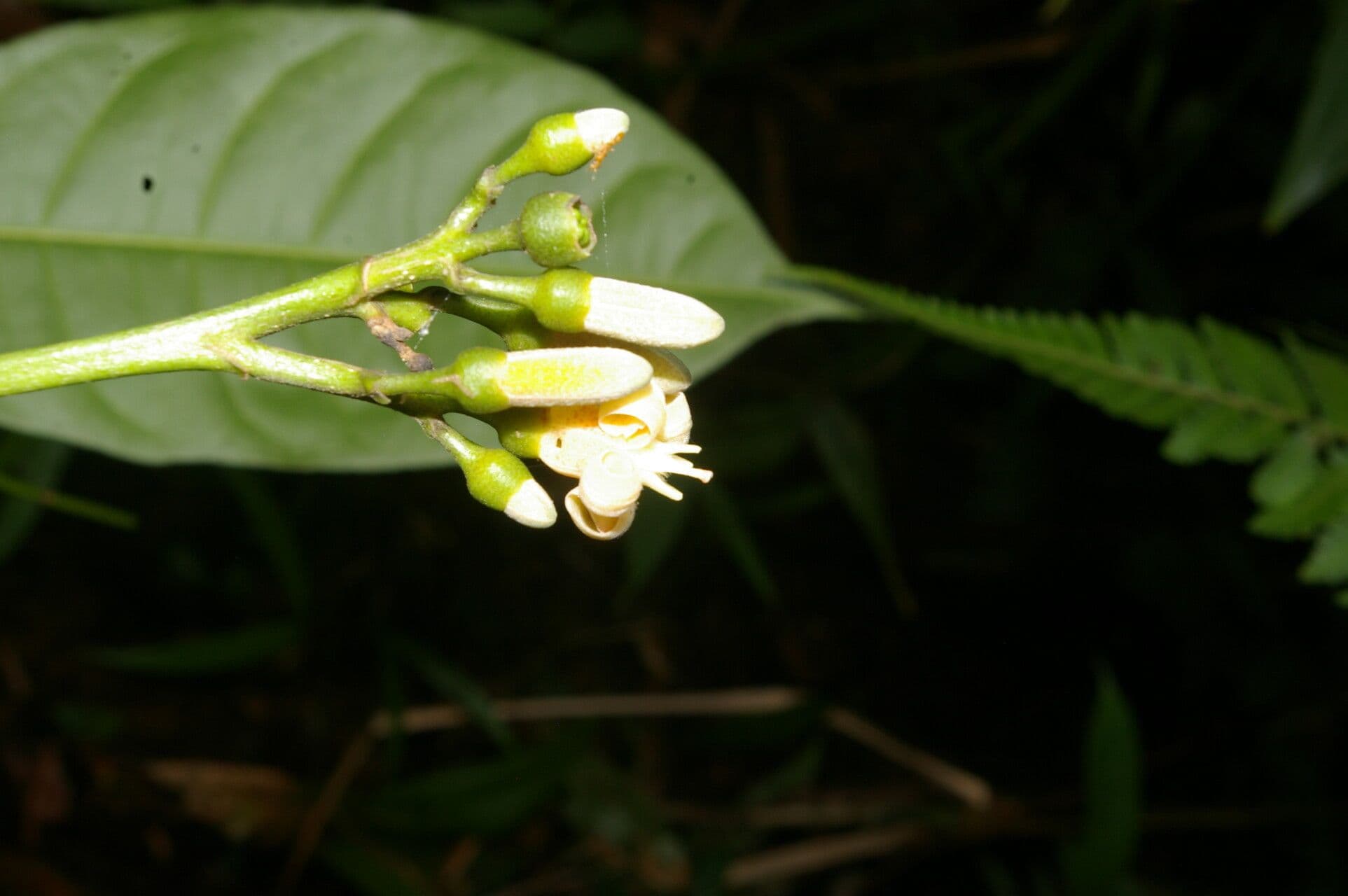 Conchocarpus 10
