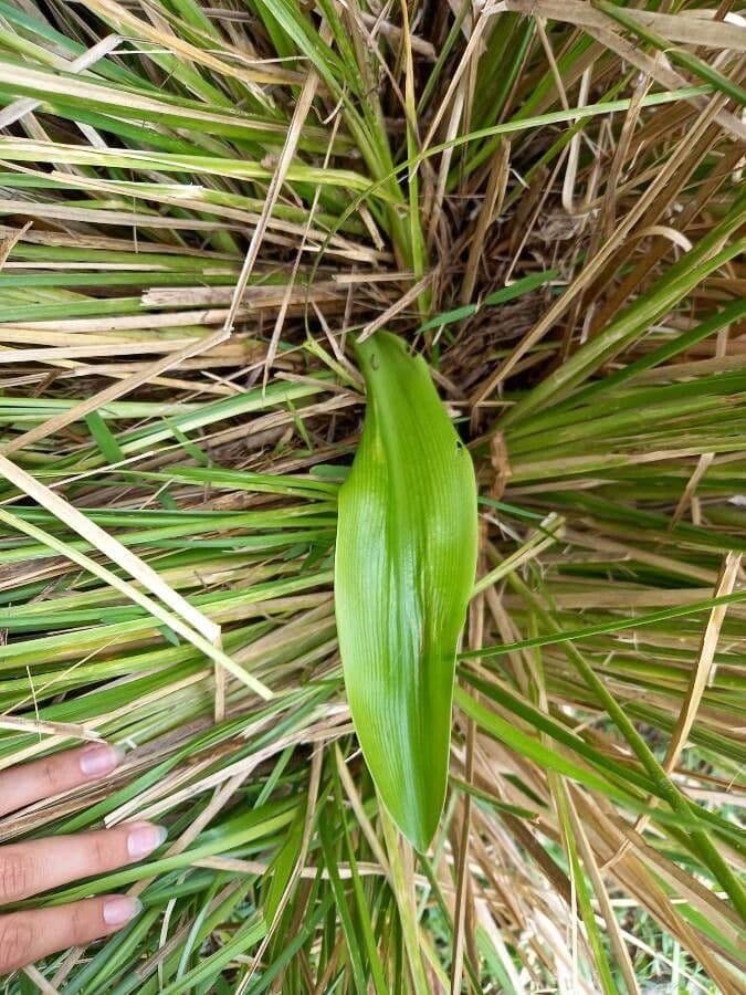 Florida swamp-lily 11