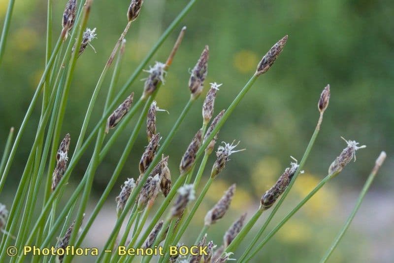 Sedge bonariensis