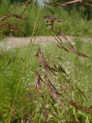 Tridens flavus 2