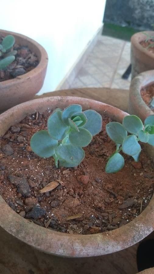 Sedum di Siebold 2