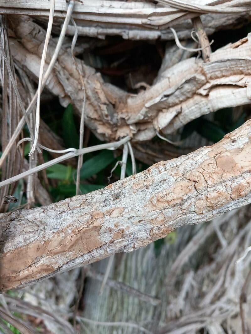 Aristolochia 20