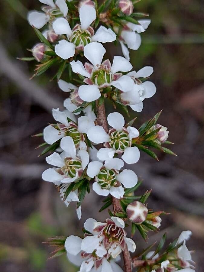 Leptospermum 3