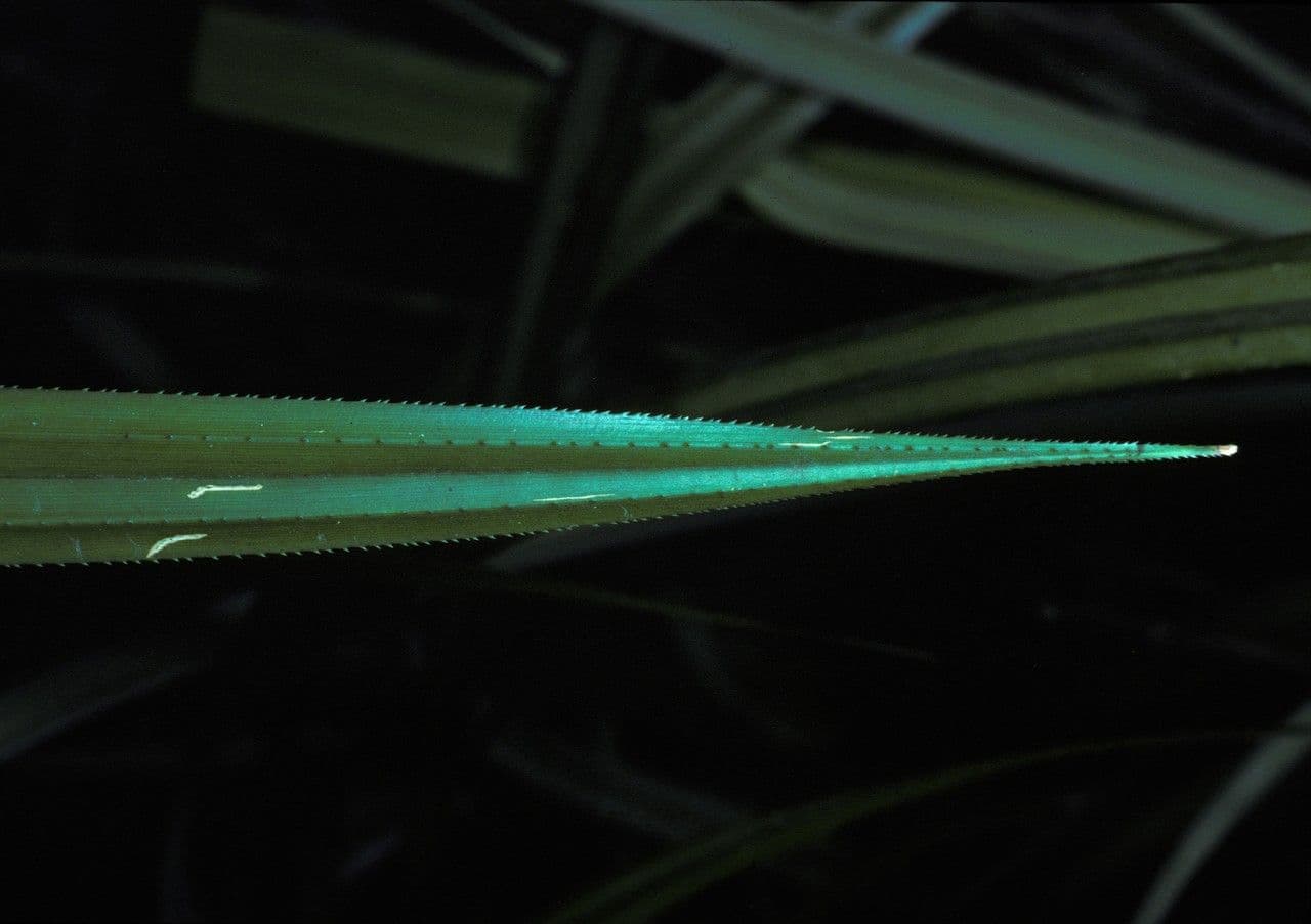 Scirpodendron