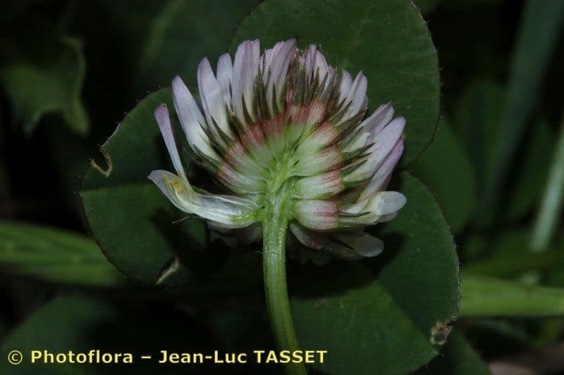 Trifoglio 4