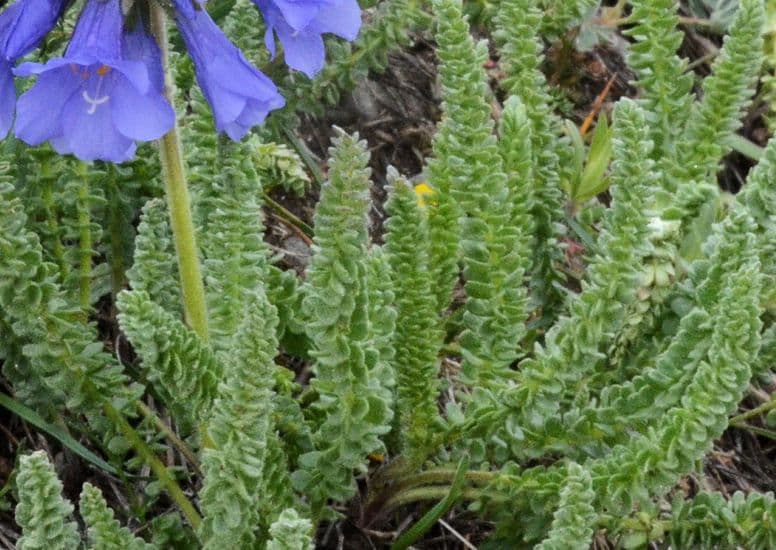 Polemonium viscosum 6