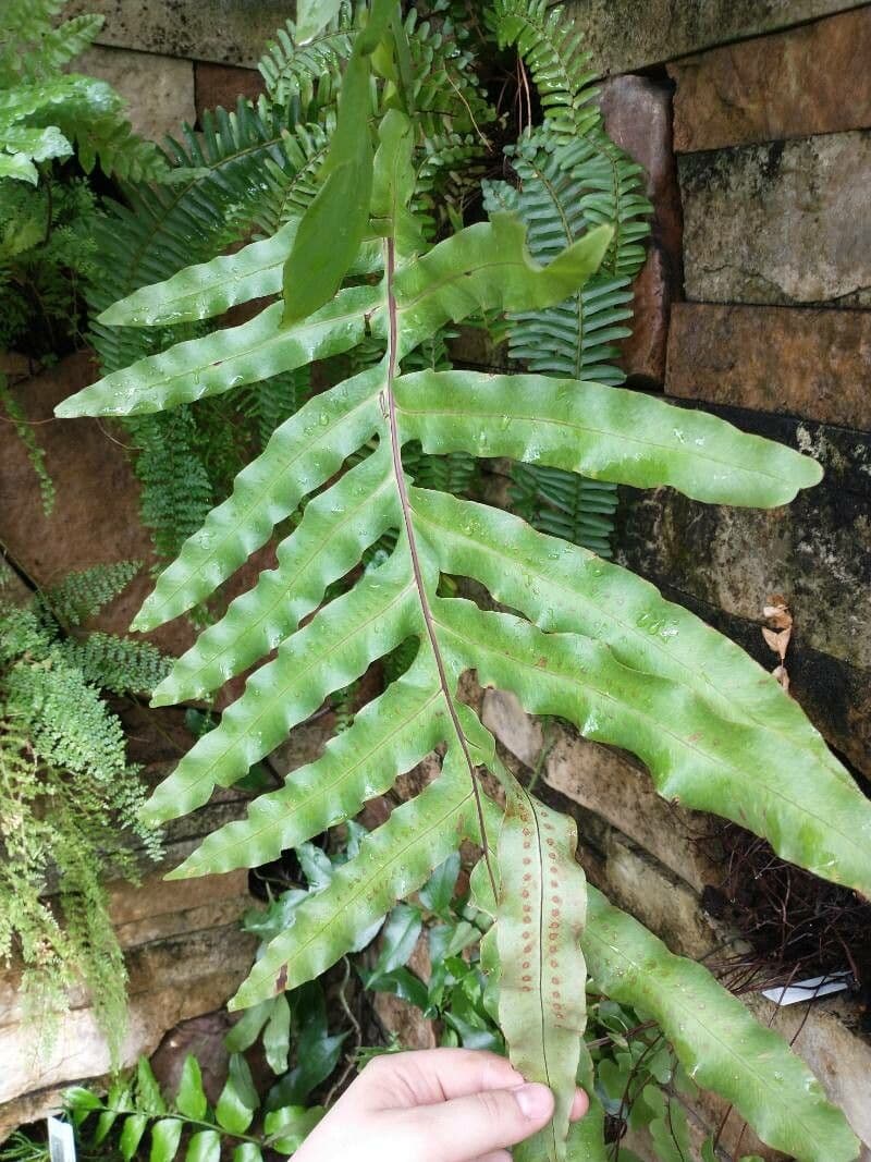 Phlebodium 2