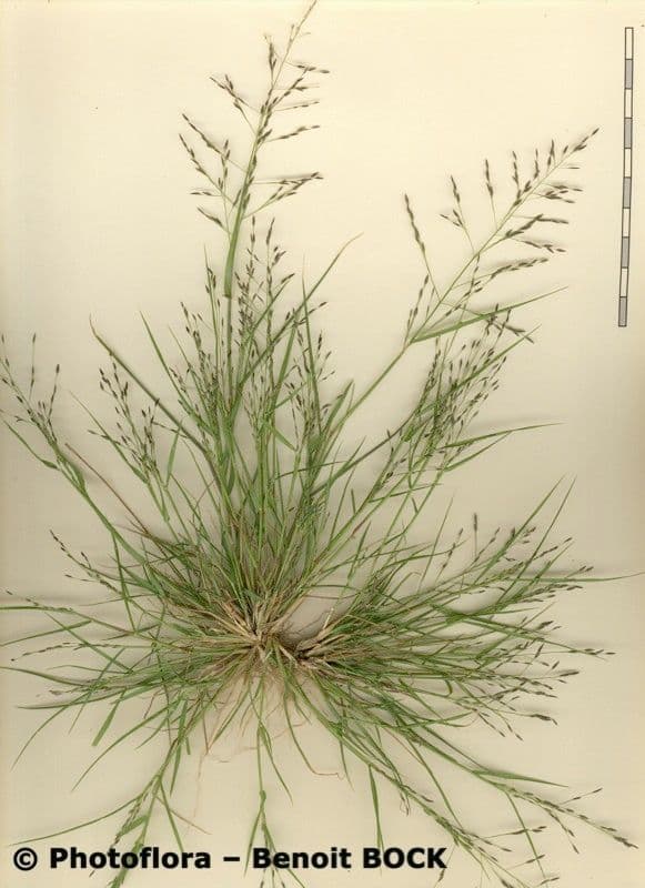 Eragrostis pectinacea 16