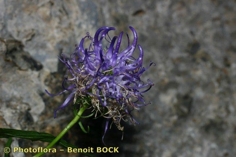 Campanula di Charmel